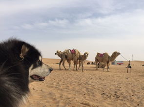 西夏行 一个人开着车带着狗去了沙漠