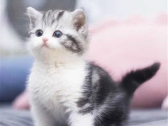 图 广州哪里有卖猫的 广州买美短猫哪里好 美短猫多少钱一只 广州宠物猫 