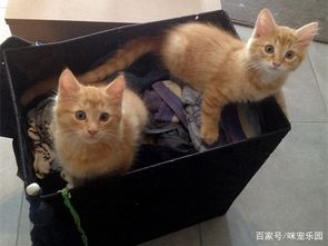 流浪橘猫躲角落很害怕,冲小哥嘶叫却败给美食,每天拥抱形影不离 