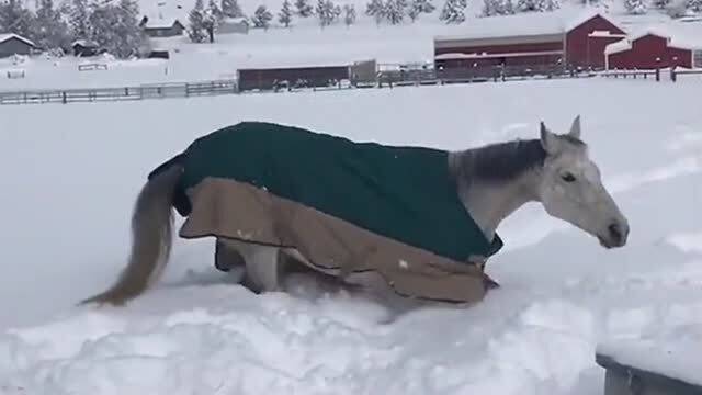 雪地里撒欢感觉真好,动物应该也喜欢雪,不然马为什么在雪地里打滚 