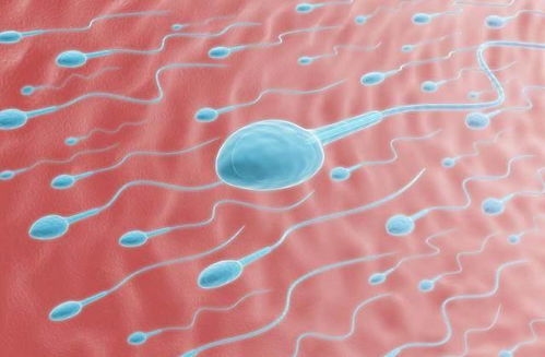 精子和卵子的结合非常奇妙,会有怎样的感觉 这里告诉你答案