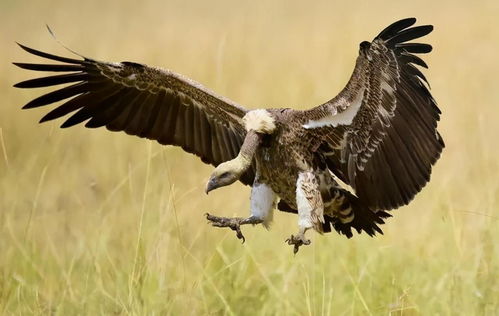 新疆秃鹫,吃动物尸体, 草原上的清洁工