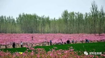 豆公桃花节免费停车场在哪北京泰山自驾游攻略泰山旅游自驾游攻略