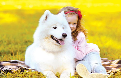 狗狗 婚检 至关重要,为了狗狗的下一代有良好的基因