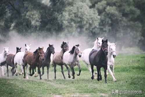 生肖马最牵挂的是谁 叫人心疼的是什么