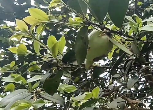 长在茶树上的 橘子 ,农村小孩爱摘来当零食吃,城里人见过吗 