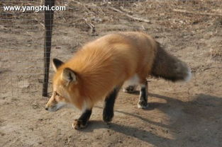 求各种彩狐图片 最好可以配上彩狐的具体品种的名称 