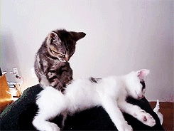 猫咪为什么会有 踩奶 行为呢 来聊聊猫咪踩奶的那些事