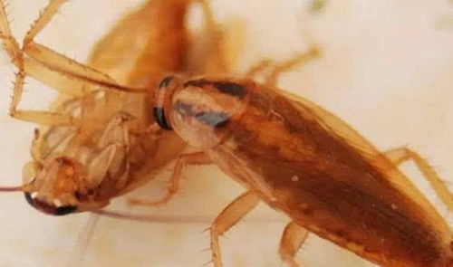 为什么遇到蟑螂不能直接踩死 原因有两个,还好及时知道