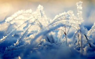 关于小雪没下雪的诗句