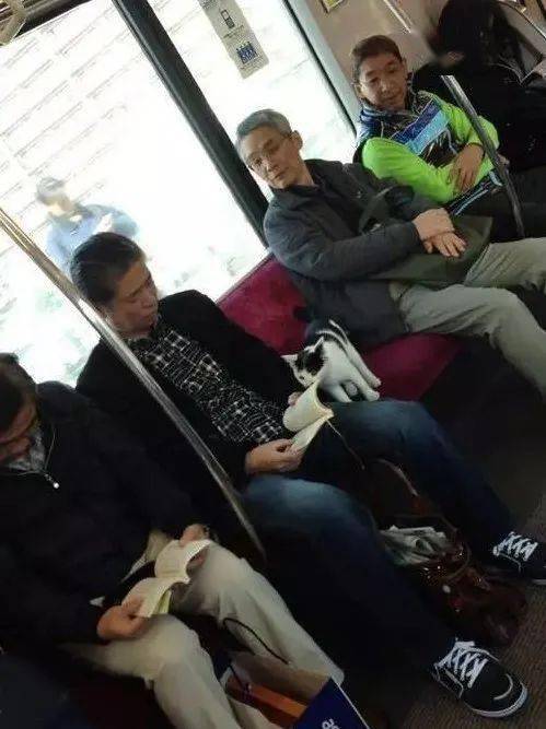 猫咪在公交车上看到大叔在看书,它接下去的动作逗笑了一整车人