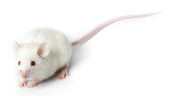 为什么总是用小白鼠做实验