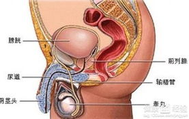 尿痛是不是前列腺炎呢