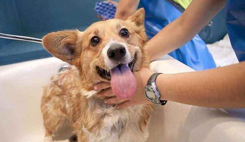 狗狗都害怕去宠物医院,这些原因都会造成它精神紧张