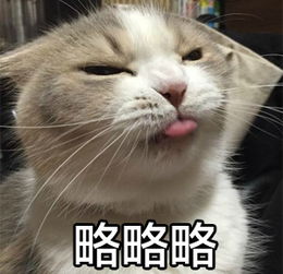 搞笑猫猫表情