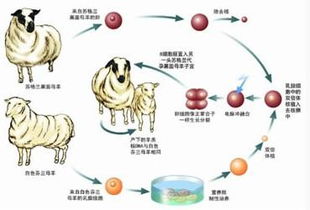 克隆技术的概念?(20字)