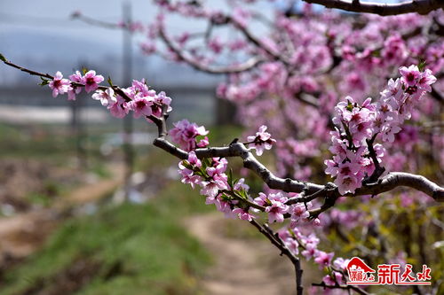 新天水 桃花依旧笑春风 