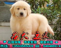 标题 广州金毛犬广州哪个地方有卖纯种金毛犬广州哪家狗场好 