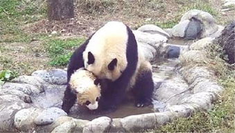 熊猫妈妈想给熊团子洗澡,小家伙的反应让妈妈怒了,最后被暖哭
