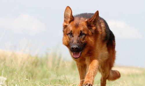 养一只德国牧羊犬是一种什么样的感觉