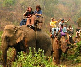 亲身揭秘 泰国饲养员微笑的背后,是多少 大象 的痛苦折磨