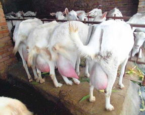 山东崂山奶羊养殖场 崂山奶羊一天产多少奶 奶羊价格 