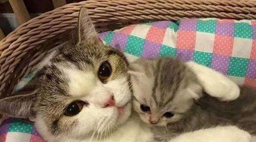 母猫为什么在产下小猫后,会叼着小猫给主人 会是哪些原因呢 