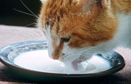 袖虎病猫攻略 猫便秘能喝牛奶吗