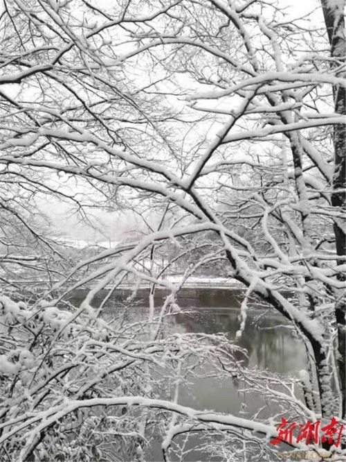 关于雪和故乡的诗句