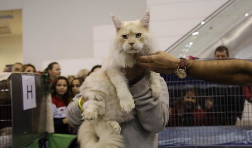 数百只猫参加周末在意大利首都举行的猫科动物美容比赛