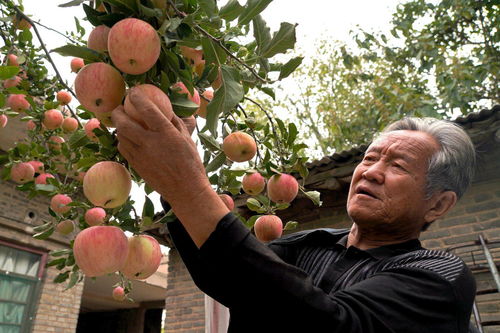 山西7旬老人给40年苹果树做 搭桥术 ,1棵树能卖1万元