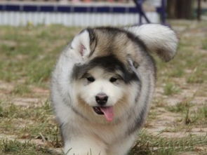 图 广州阿拉斯加犬价格 广州阿拉斯加犬多少钱一只 阿拉斯加犬图片 广州宠物狗 