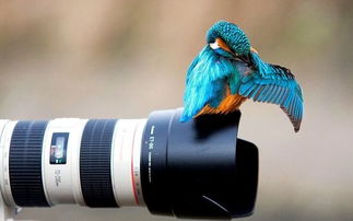 摄影师拍动物与相机独处 全文
