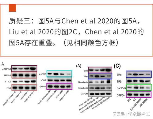 查重核心章节重复率的重要性