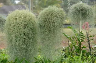 不要土 的附生植物,种植物更自由