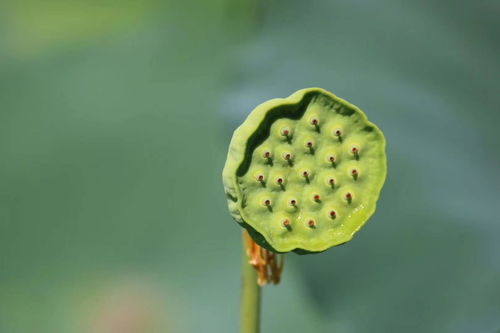 双鱼座桃花运来,生命中最重要的人将会出现