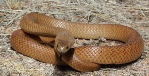 世界上最恐怖的 魔蛇 之一,攻击性强,性格暴躁 东部拟眼镜蛇