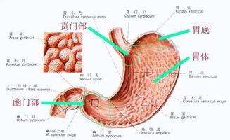 关键词 胃,胃功能,以及胃癌前期有哪些症状 