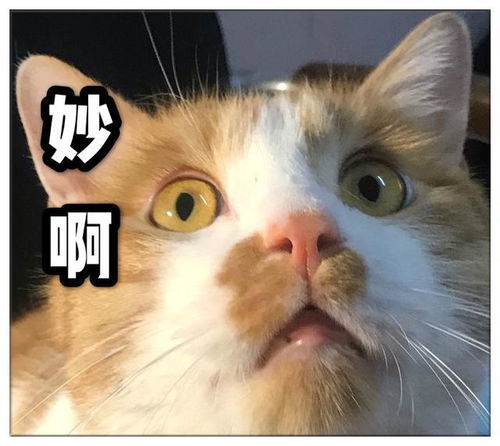 橘猫三个老婆皆意外身亡,在橘猫又带母猫回家时,主人不让进家门