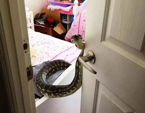 家里进蛇为什么不能打 原来是这个意思 