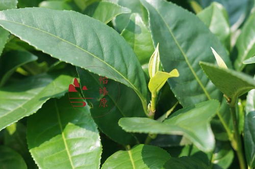 茶叶水洗头发能控油吗,茶叶水洗头的正确方法