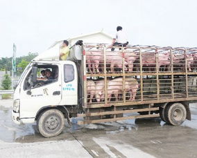 漳州高速一货车 人猪 混装上路 超载2人1人挤猪堆 