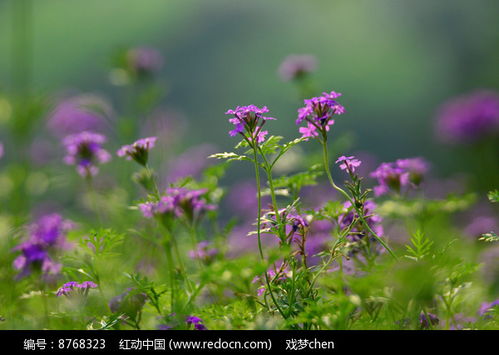 紫色风景大全高清花草 图片搜索