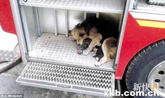 懂事狗妈妈将狗崽们救出火场后放在消防车上 