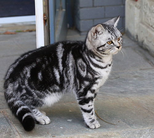 虎斑猫牙龈白没精打采,虎斑猫牙龈白还没精神 