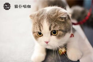 江苏南京欧洲宠物猫市场批发报价 猫仆喵咖