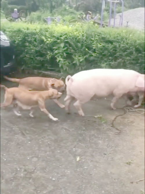 两狗战一猪 
