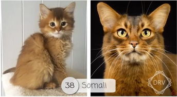 40 种猫咪成年前后对比,有变萌的 变帅的,还有变傻的