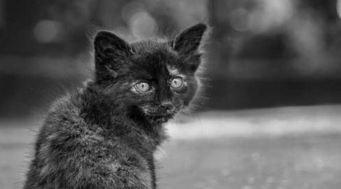 你喜欢黑色的猫咪吗 这五个品种你可以了解一下