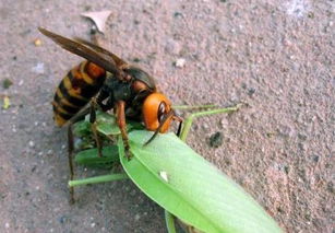 这种蜂类能短时间毁掉一箱蜜蜂,被它蛰到可致死,其幼虫却是美味